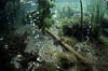 Laacher See 03 - CO2-Blasen