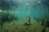 Laacher See 04 - CO2-Blasen