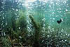 Laacher See 06 - CO2-Blasen