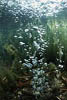 Laacher See 08 - CO2-Blasen
