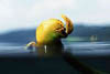 Laacher See 19 - Teichmummel