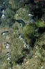 Laacher See 11 - CO2-Blasen