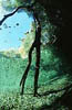 Tessin / CH - Maggia - Dead Goat Canyon - 57