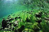 Tessin / CH - Maggia - Dead Goat Canyon - 60
