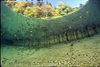 Fernsteinsee - 29